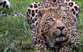 Притаившийся леопард