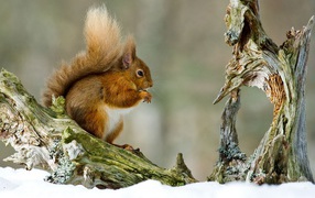 Орешки белочка грызет