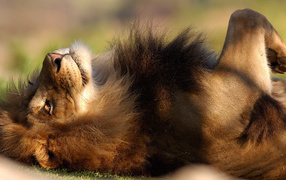 Расслабленный лев