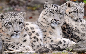 Три снежных барса