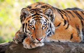 Тигриный взгляд