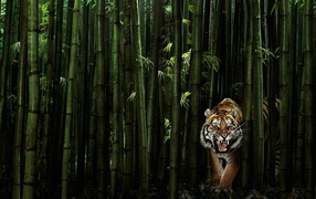 Тигр в бамбуковом лесу