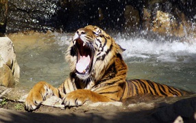 Тигр в воде