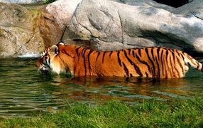 Тигр в воде
