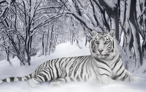 Тигр в лесу