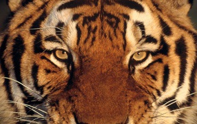 Tiger muzzle