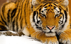 Тигр на снегу