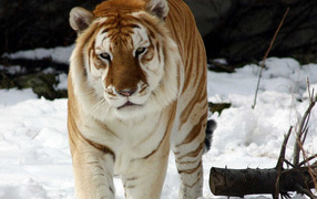 Тигр на снегу