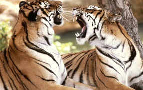 Тигры