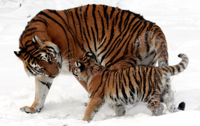 Тигрица и котенок