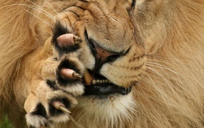 Царь зверей