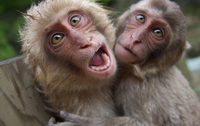 Две мартышки