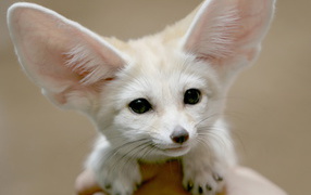 Белый Фенек