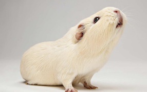 White guinea pig