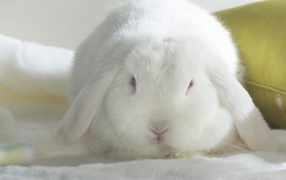 Белый кролик