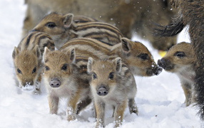 Дикие поросята