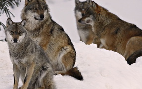 Волчье семейство
