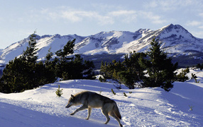 Волк идет по следу