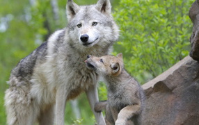 Волчица с волчонком