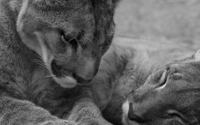 Молодые львы