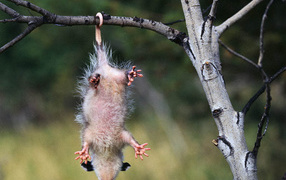 Зверёк висящий на хвосте