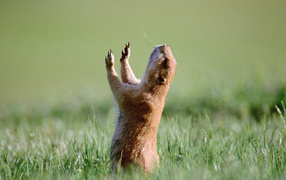 Маленький зверь