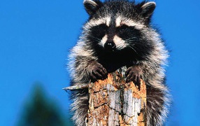 Зверёк на дереве