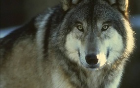 Огромный волк