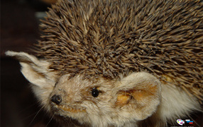 Ушастый ежик