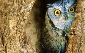 Сова в гнезде