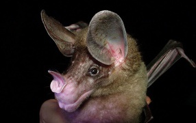 Летучая мышь