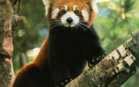 Медвежонок