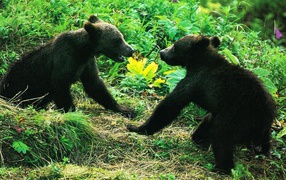 Медведи в лесу