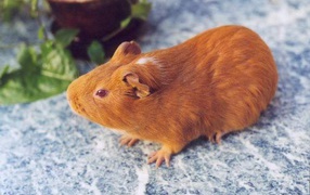 Морская свинка