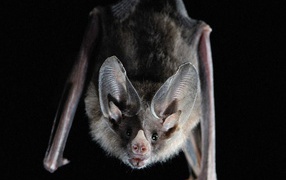 Ночная летучая мышь