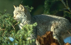 Большая кошка