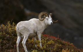 Горный баран