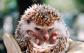 ежик свернувшийся в клубок