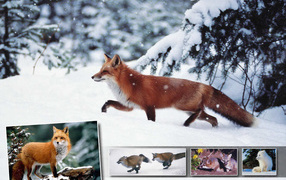 Лисичка зимой