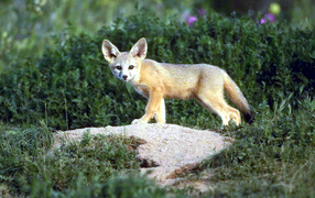 Серый зверёк