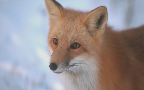 Рыжая лисица