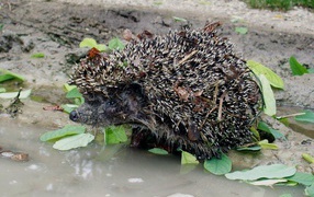 колючий ежик