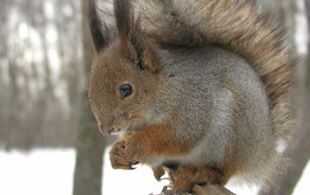 Белка зимой