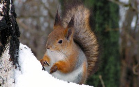 Белочка на дереве