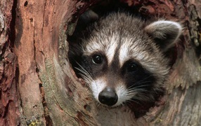 Енот в дупле