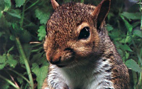 Лесной зверек