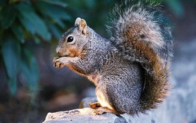 Пушистая белка