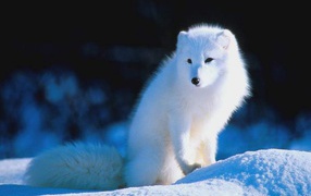 Писец красавец