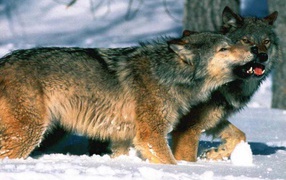 Волк и волчица