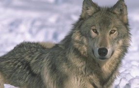 Серый волк